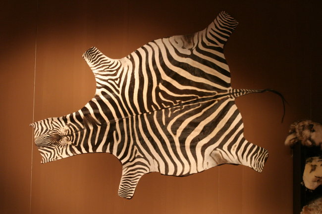 Valdi zebra